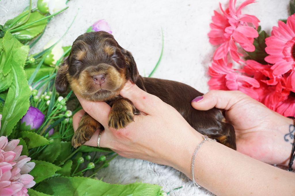 Du Royaume Des Quatre Pattes - Chiots disponibles - Cocker Spaniel Anglais