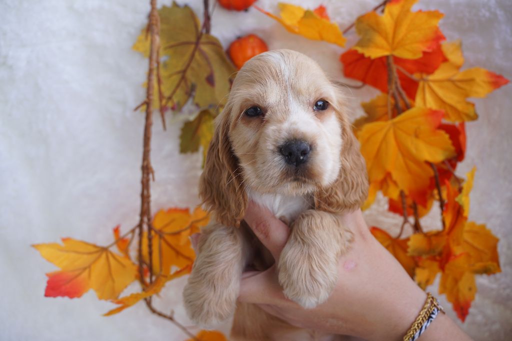 Du Royaume Des Quatre Pattes - Chiots disponibles - Cocker Spaniel Anglais