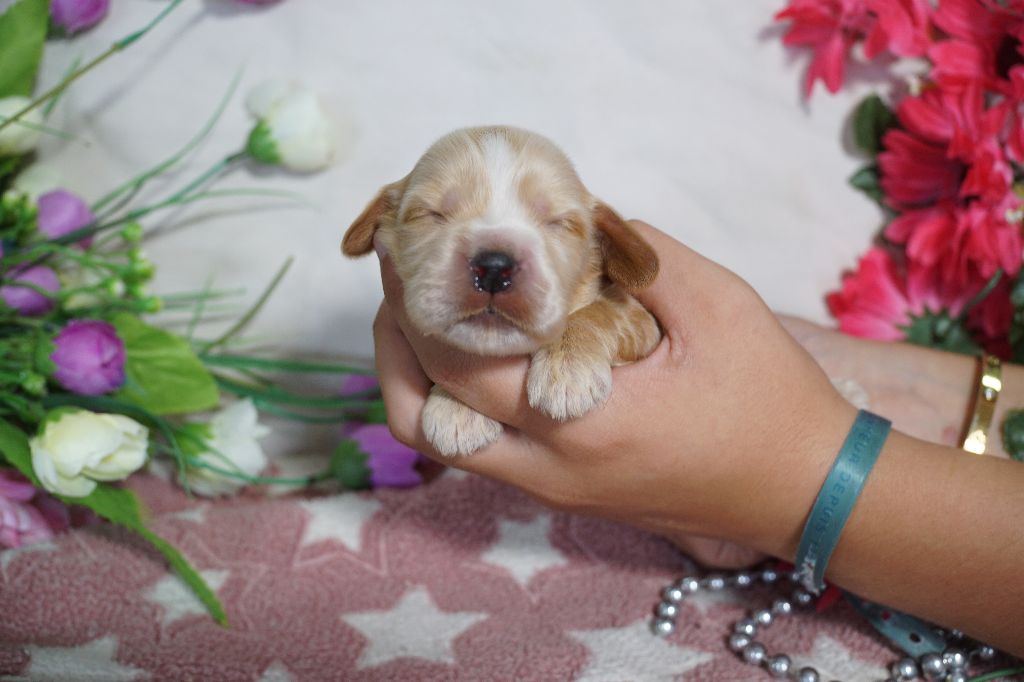 Du Royaume Des Quatre Pattes - Chiots disponibles - Cocker Spaniel Anglais