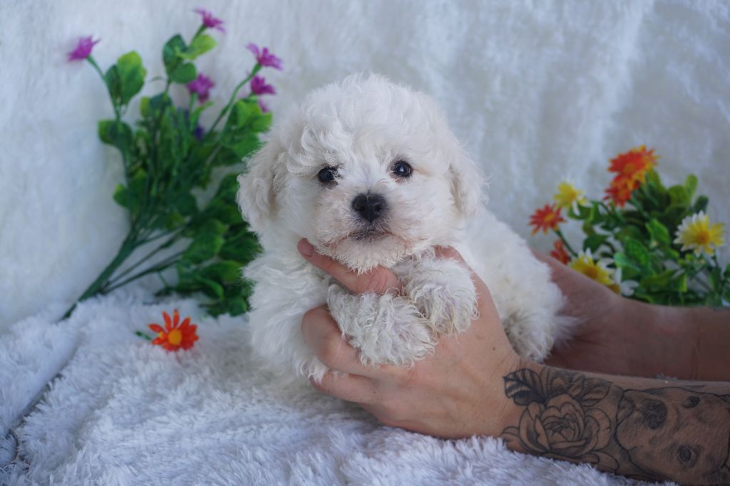Du Royaume Des Quatre Pattes - Chiots disponibles - Bichon Frise