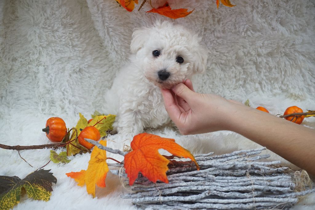 Du Royaume Des Quatre Pattes - Chiots disponibles - Bichon Frise