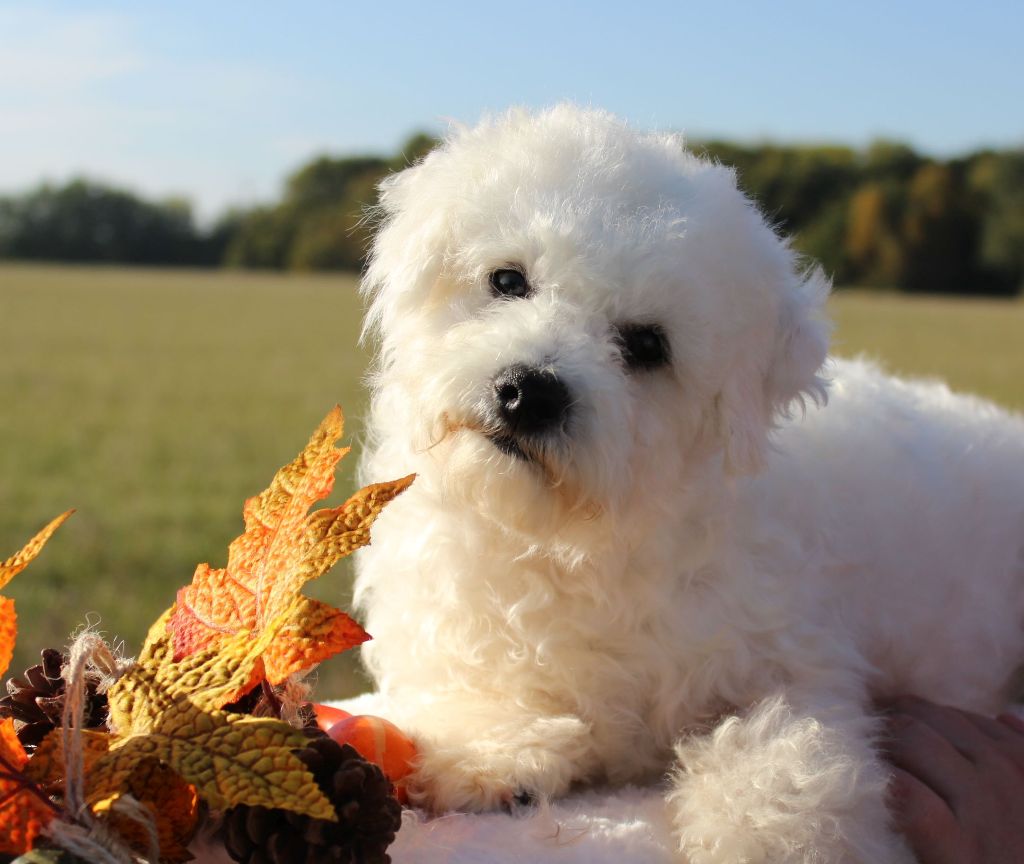 Chiot Bichon Frise Du Royaume Des Quatre Pattes