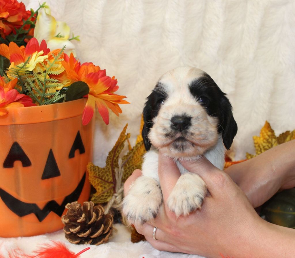Chiot Cocker Spaniel Anglais Du Royaume Des Quatre Pattes