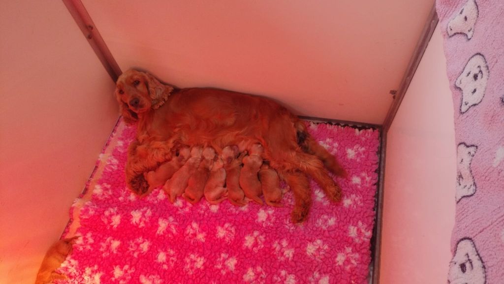 Chiot Cocker Spaniel Anglais Du Royaume Des Quatre Pattes
