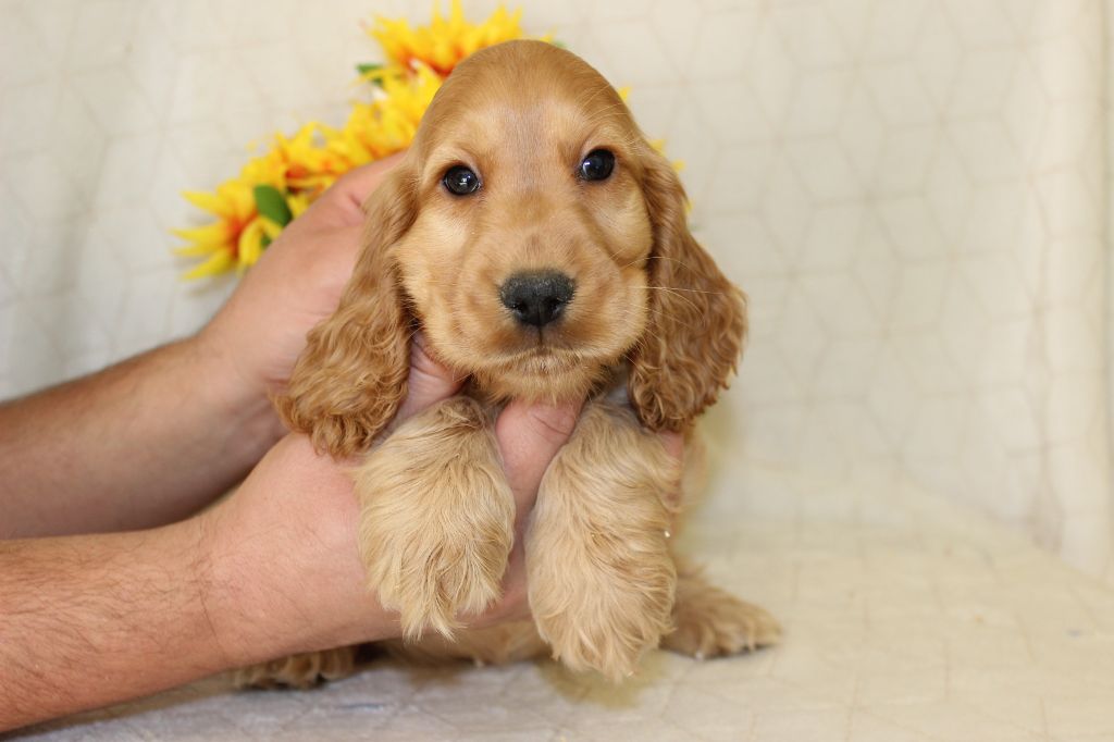 Chiot Cocker Spaniel Anglais Du Royaume Des Quatre Pattes