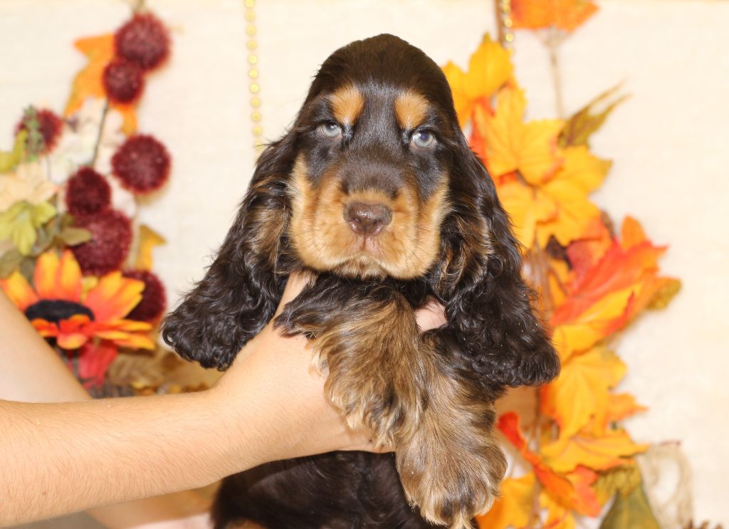Chiot Cocker Spaniel Anglais Du Royaume Des Quatre Pattes