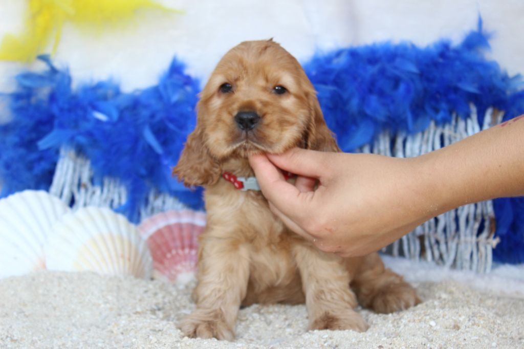 Chiot Cocker Spaniel Anglais Du Royaume Des Quatre Pattes