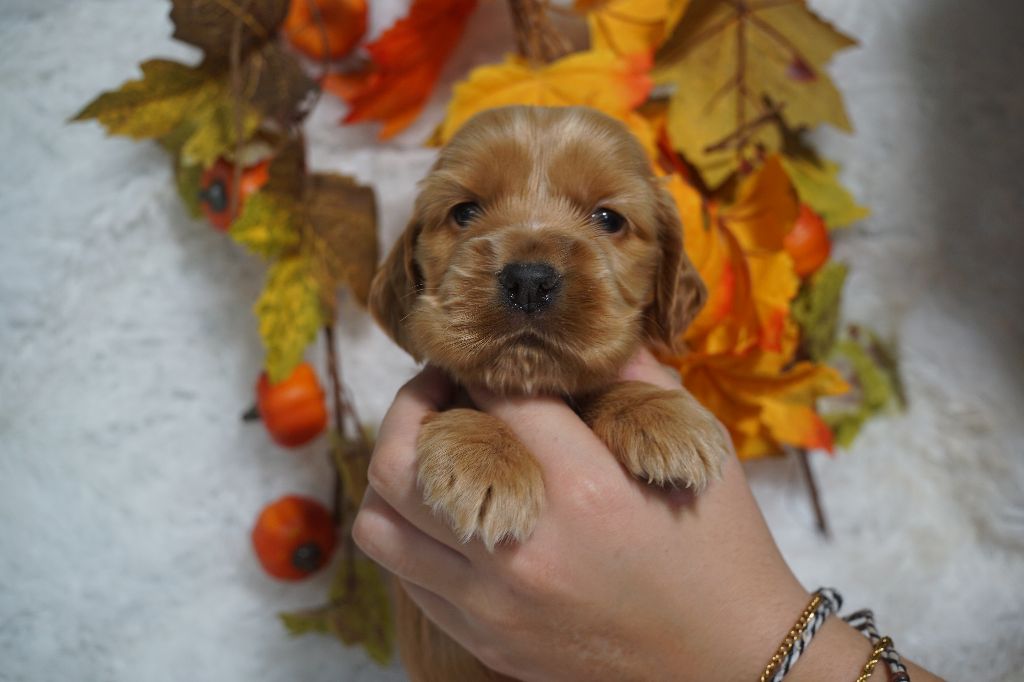 Du Royaume Des Quatre Pattes - Chiots disponibles - Cocker Spaniel Anglais