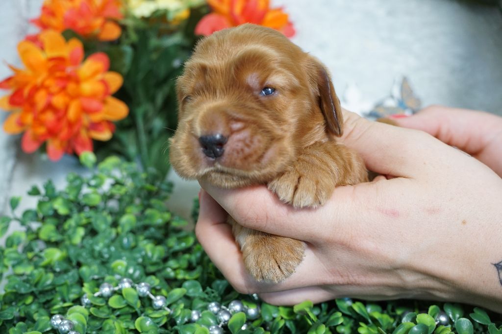 Du Royaume Des Quatre Pattes - Chiots disponibles - Cocker Spaniel Anglais