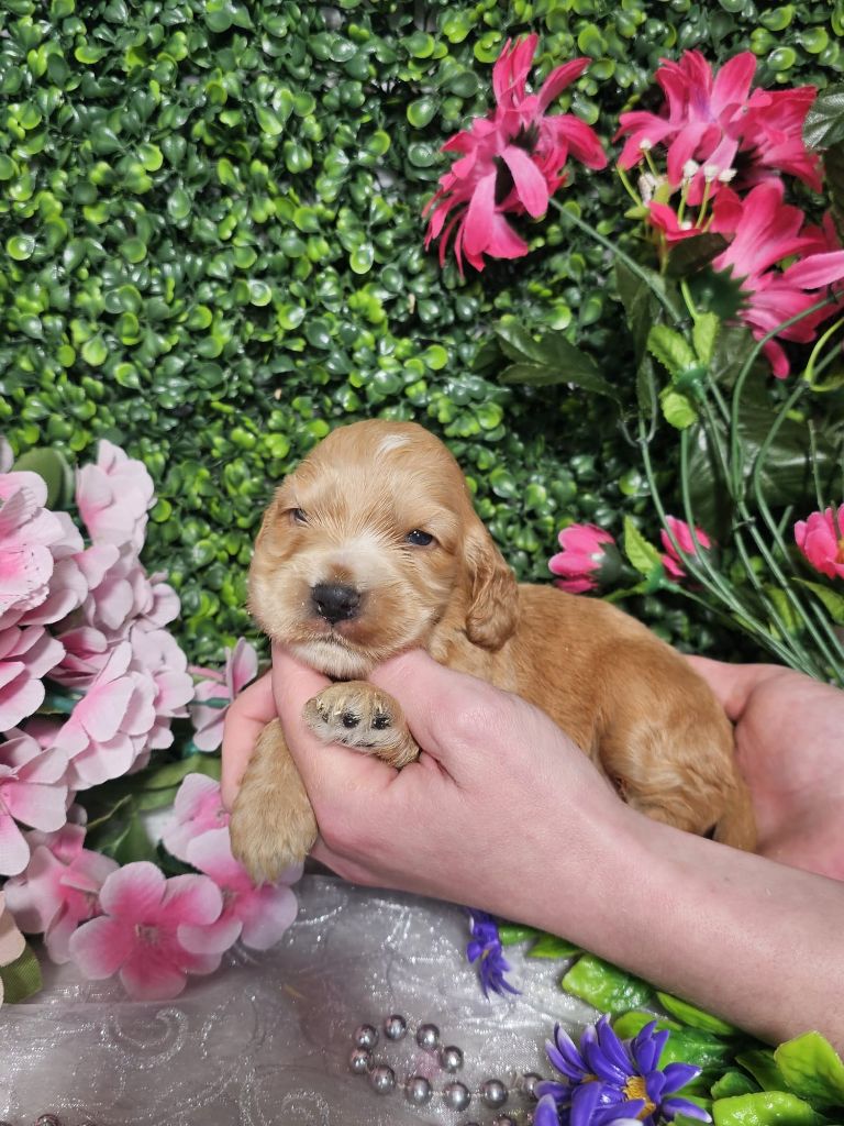 Du Royaume Des Quatre Pattes - Chiots disponibles - Cocker Spaniel Anglais