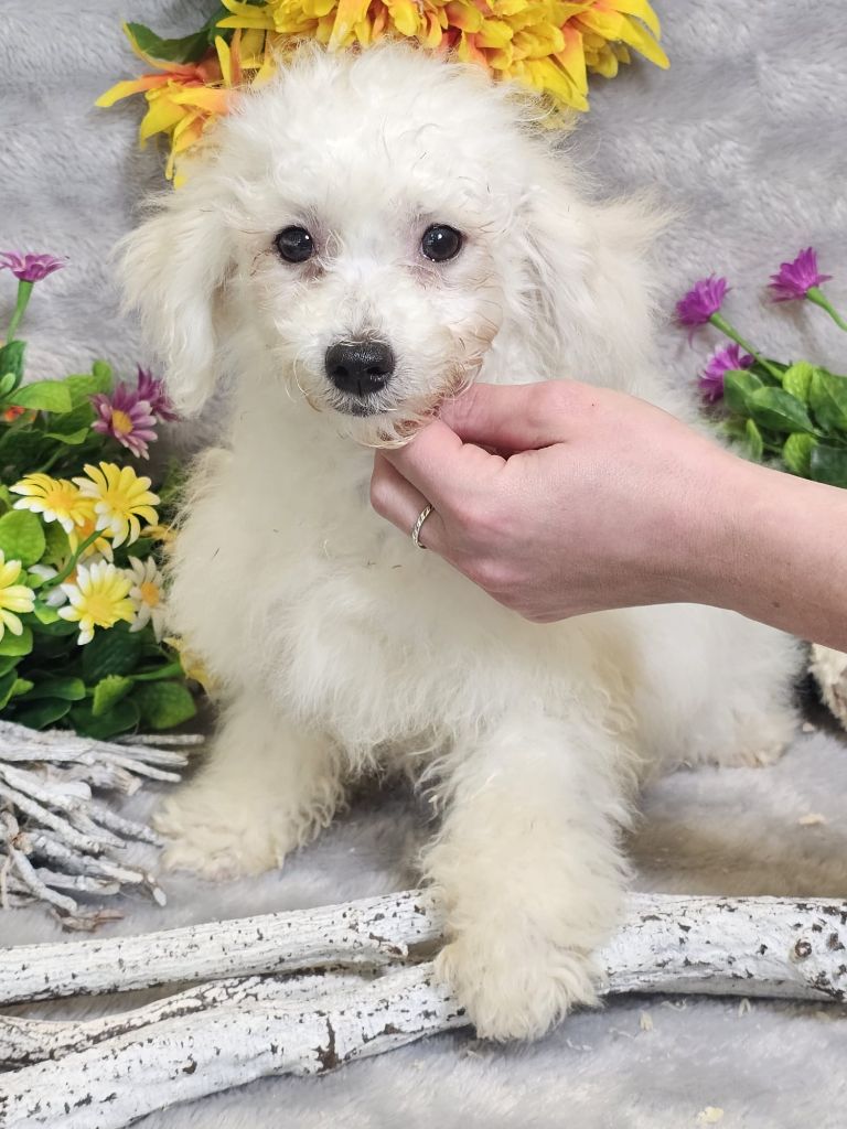 Du Royaume Des Quatre Pattes - Chiots disponibles - Bichon Frise