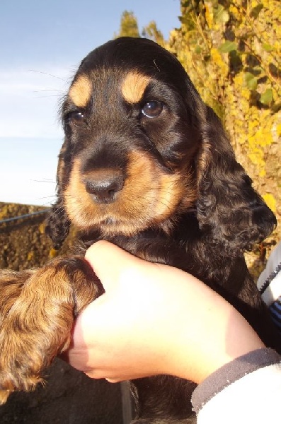 Chiot Cocker Spaniel Anglais Du Royaume Des Quatre Pattes