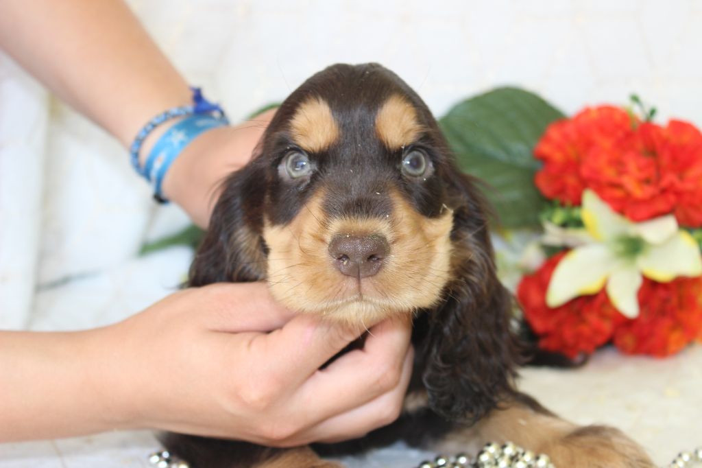Chiot Cocker Spaniel Anglais Du Royaume Des Quatre Pattes