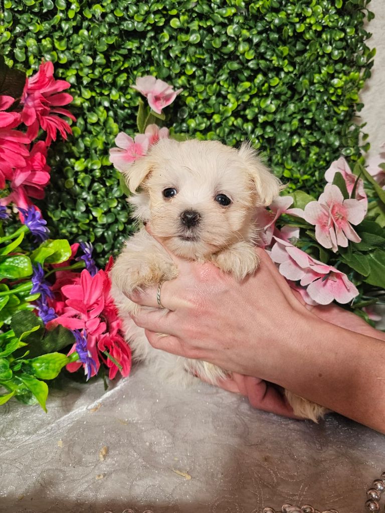 Du Royaume Des Quatre Pattes - Chiots disponibles - Bichon maltais