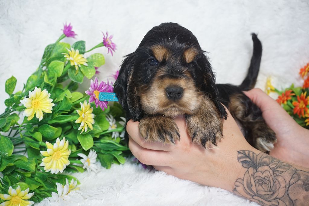 Du Royaume Des Quatre Pattes - Chiots disponibles - Cocker Spaniel Anglais