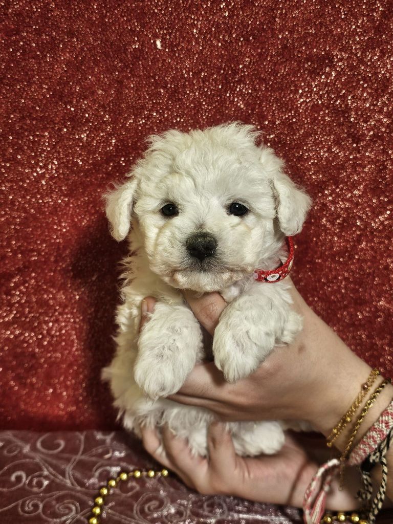 Du Royaume Des Quatre Pattes - Chiots disponibles - Bichon Frise