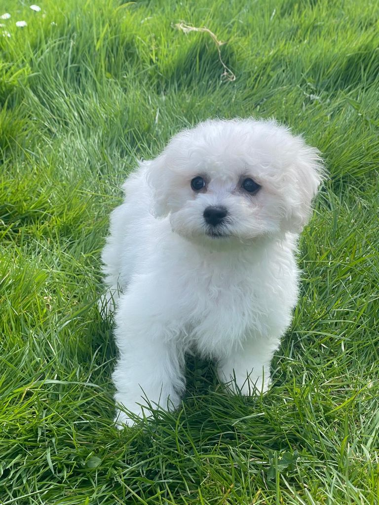 Du Royaume Des Quatre Pattes - Bichon Frise - Portée née le 24/01/2025