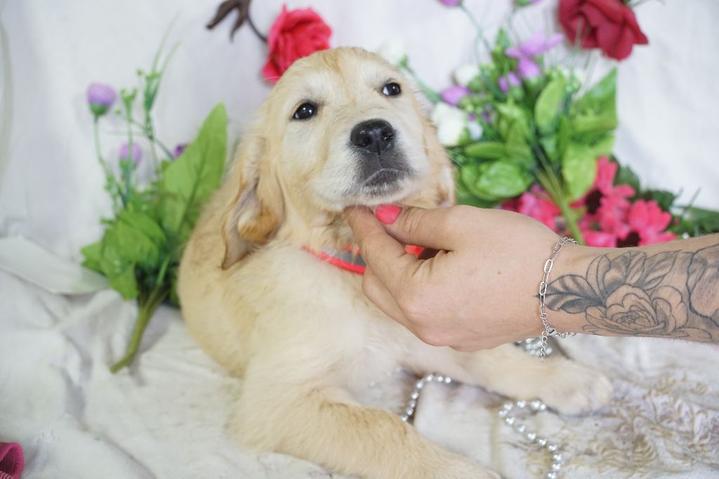 Du Royaume Des Quatre Pattes - Chiots disponibles - Golden Retriever