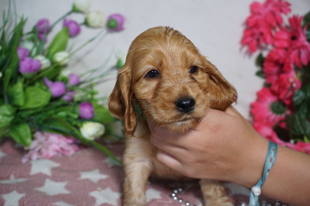 Du Royaume Des Quatre Pattes - Chiots disponibles - Cocker Spaniel Anglais