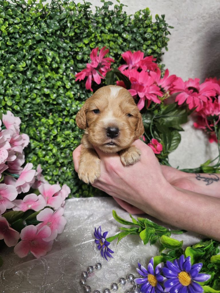 Du Royaume Des Quatre Pattes - Chiots disponibles - Cocker Spaniel Anglais