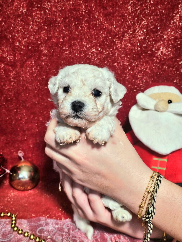 Du Royaume Des Quatre Pattes - Chiots disponibles - Bichon Frise