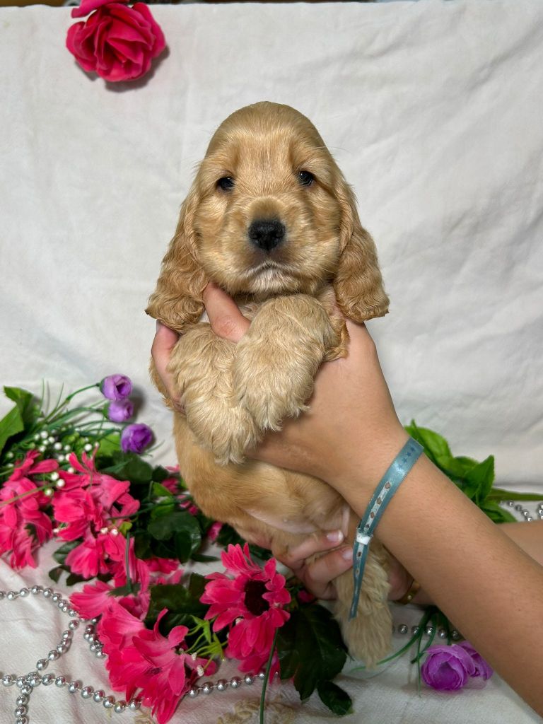 Du Royaume Des Quatre Pattes - Chiots disponibles - Cocker Spaniel Anglais