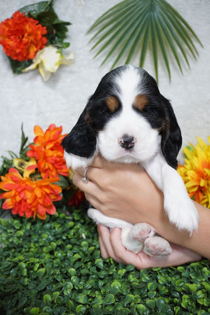 Du Royaume Des Quatre Pattes - Chiots disponibles - Cocker Spaniel Anglais