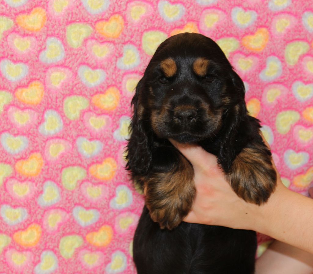 Chiot Cocker Spaniel Anglais Du Royaume Des Quatre Pattes