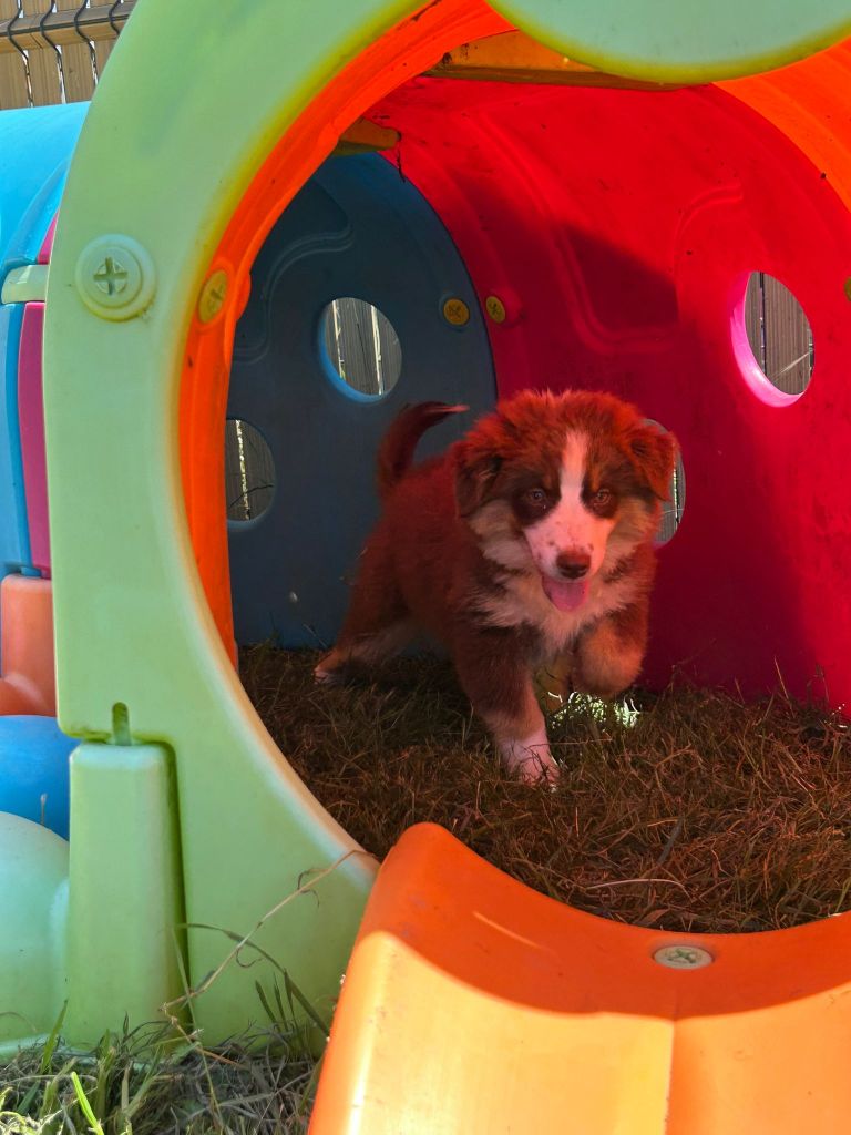 Du Royaume Des Quatre Pattes - Chiots disponibles - Berger Américain Miniature 