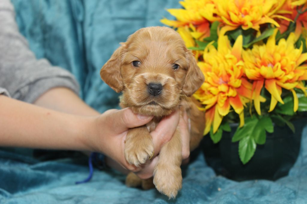 Chiot Cocker Spaniel Anglais Du Royaume Des Quatre Pattes