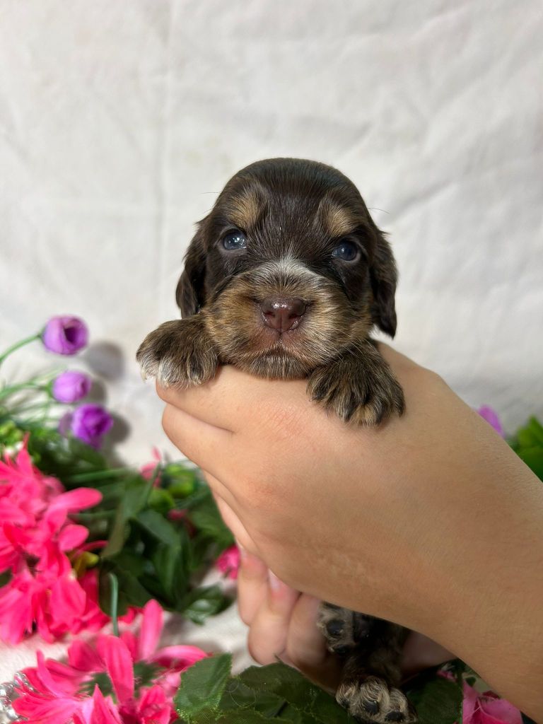Du Royaume Des Quatre Pattes - Chiots disponibles - Cocker Spaniel Anglais