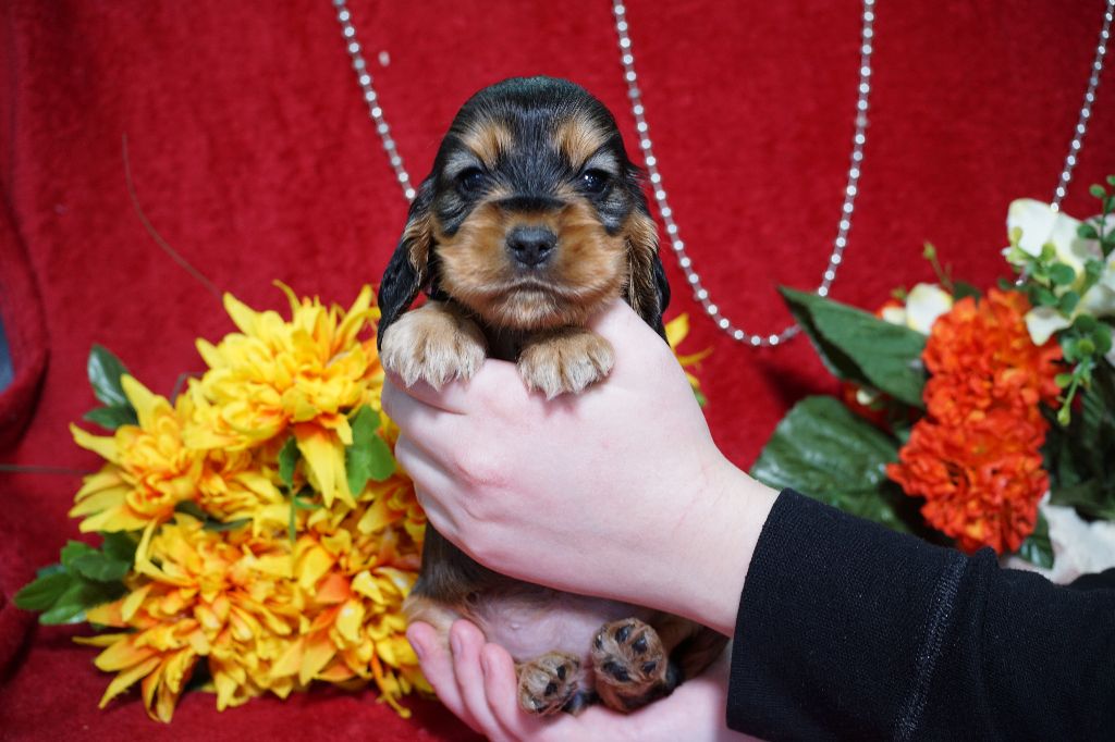 Chiot Cocker Spaniel Anglais Du Royaume Des Quatre Pattes