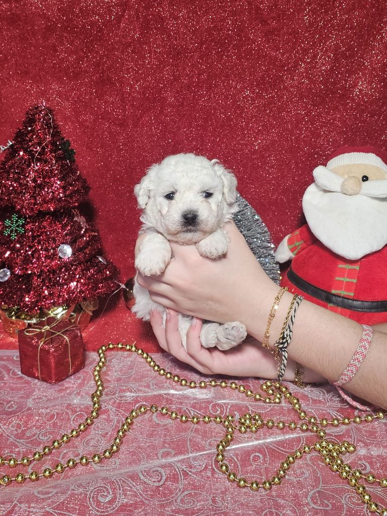 Du Royaume Des Quatre Pattes - Chiots disponibles - Bichon Frise