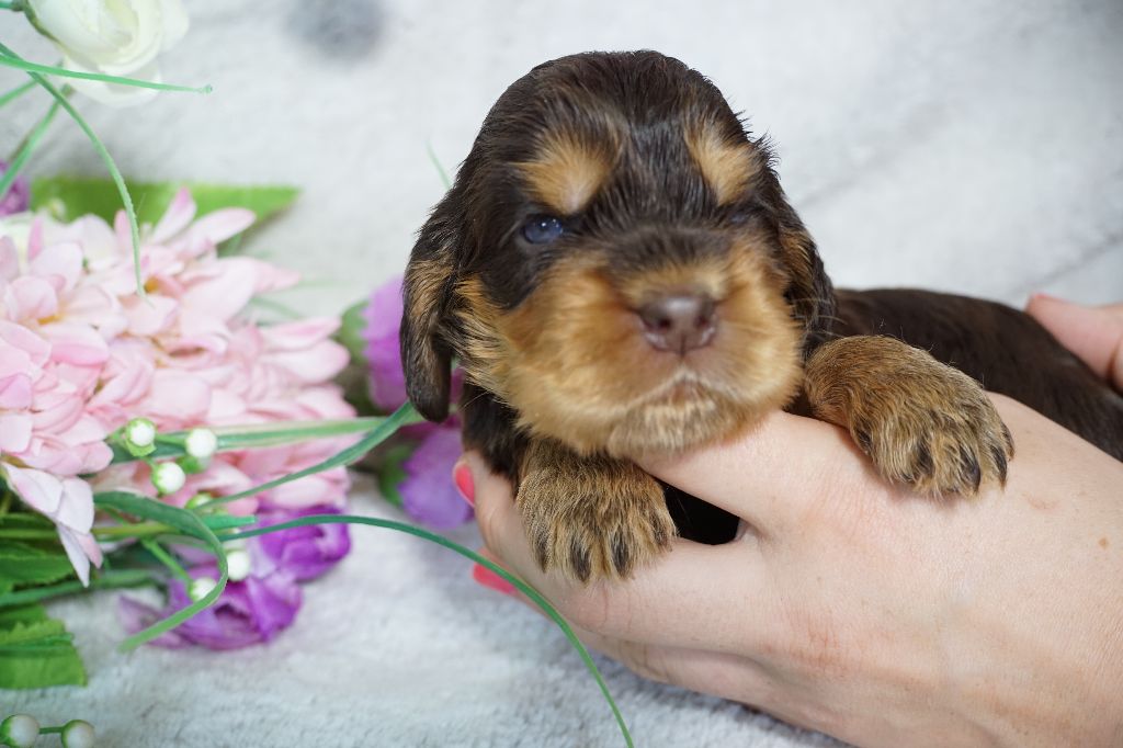 Du Royaume Des Quatre Pattes - Chiots disponibles - Cocker Spaniel Anglais