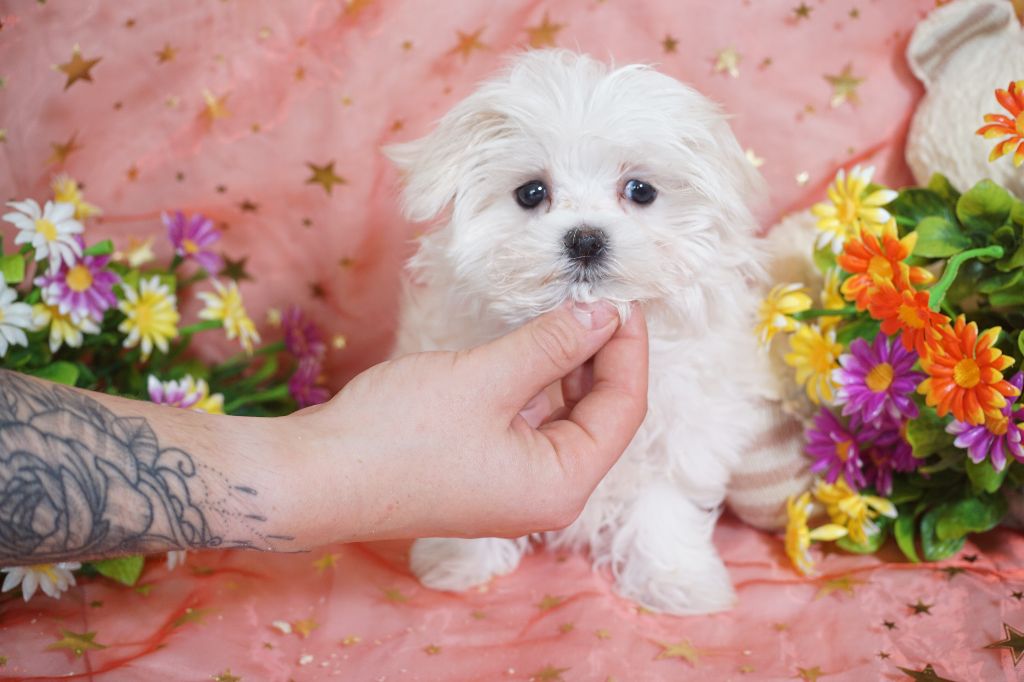 Du Royaume Des Quatre Pattes - Chiots disponibles - Bichon maltais