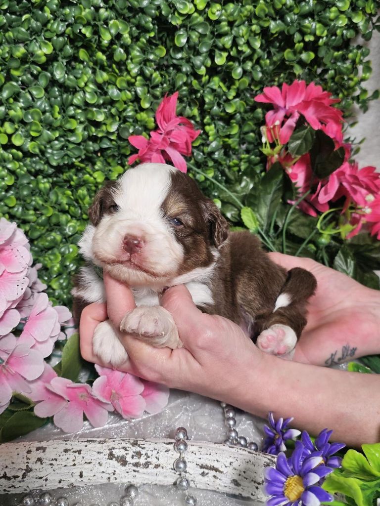 Du Royaume Des Quatre Pattes - Chiots disponibles - Berger Américain Miniature 