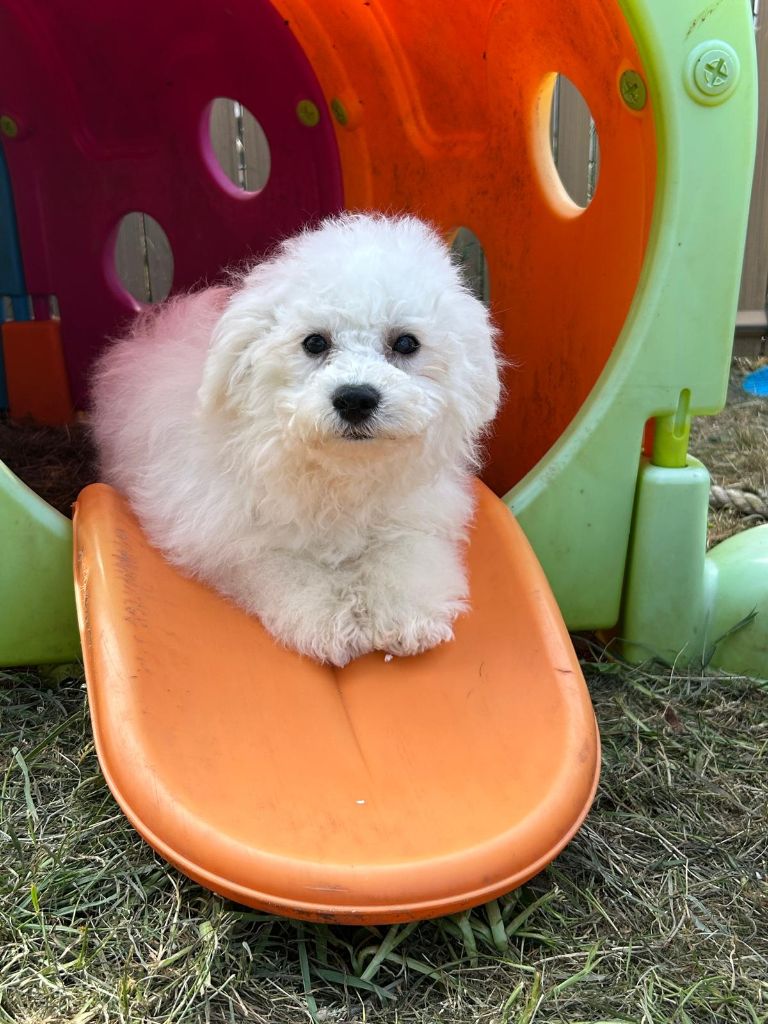 Du Royaume Des Quatre Pattes - Chiots disponibles - Bichon Frise