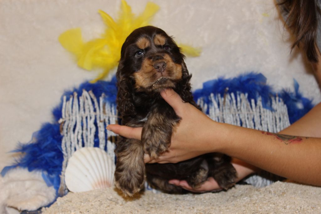 Chiot Cocker Spaniel Anglais Du Royaume Des Quatre Pattes