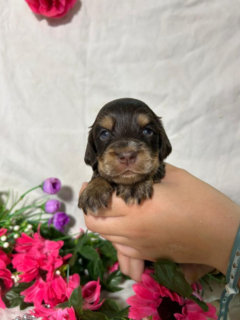 Du Royaume Des Quatre Pattes - Chiots disponibles - Cocker Spaniel Anglais
