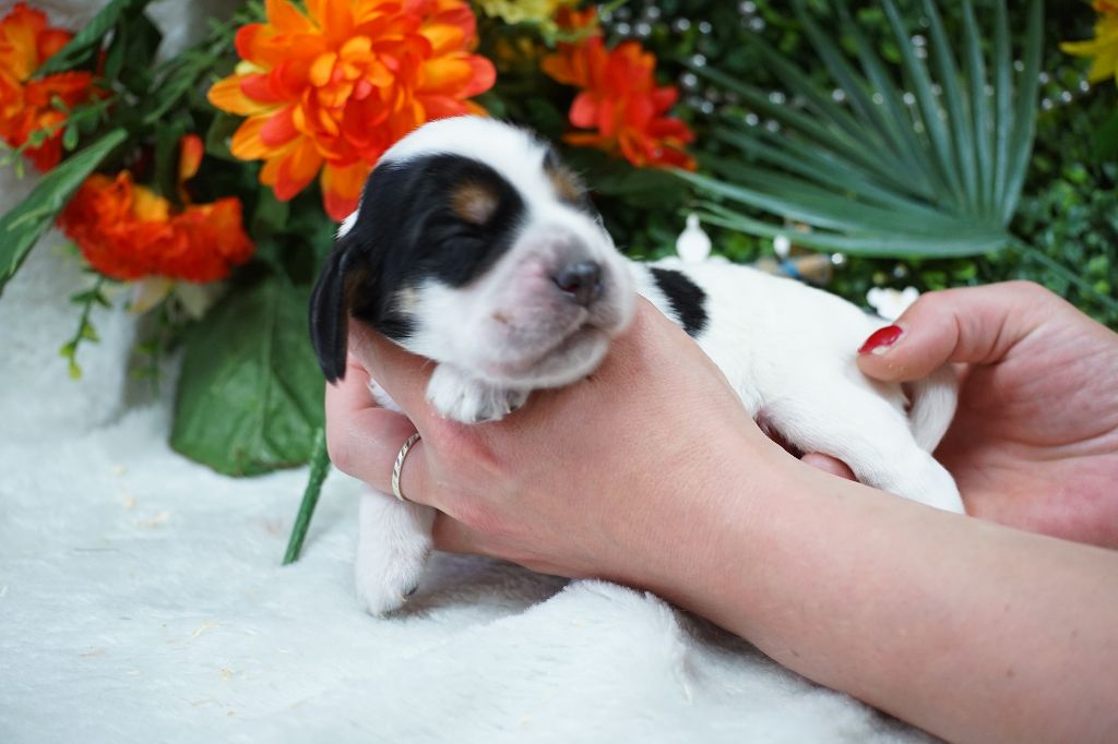 Du Royaume Des Quatre Pattes - Chiots disponibles - Cocker Spaniel Anglais