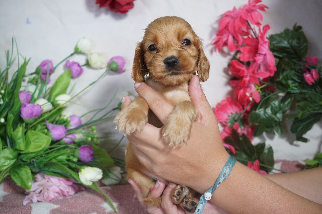 Du Royaume Des Quatre Pattes - Chiots disponibles - Cocker Spaniel Anglais