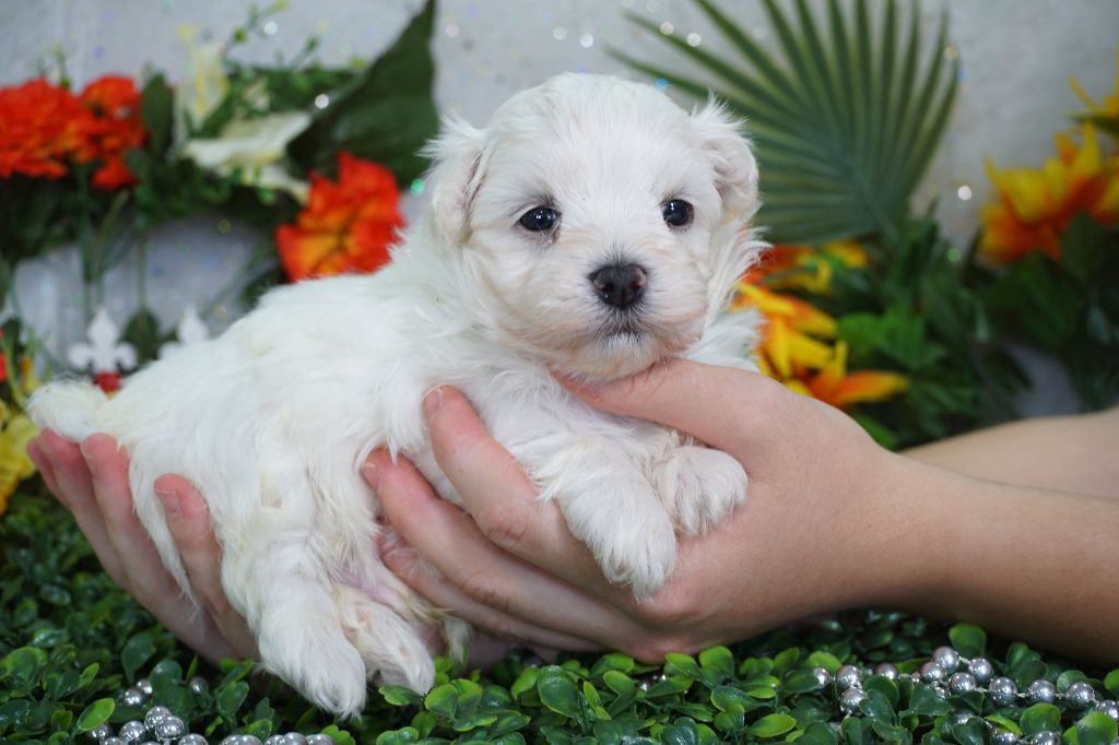 Du Royaume Des Quatre Pattes - Chiots disponibles - Bichon maltais
