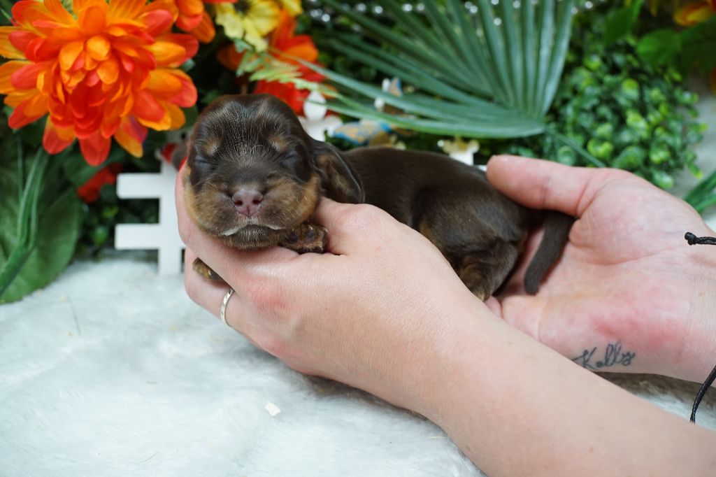 Du Royaume Des Quatre Pattes - Chiots disponibles - Cocker Spaniel Anglais