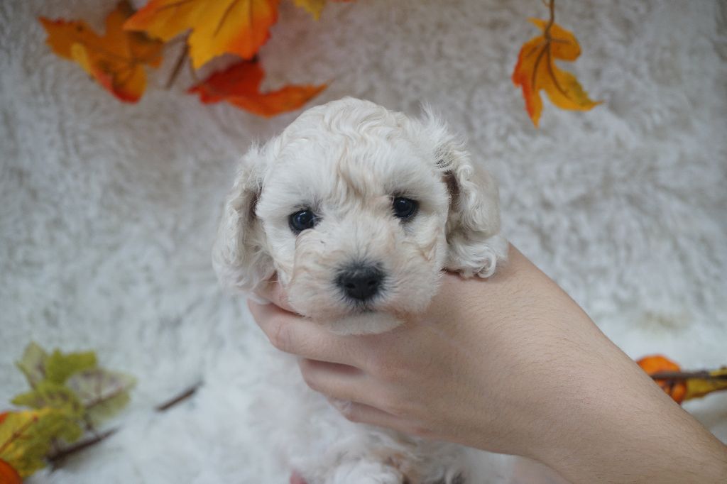 Du Royaume Des Quatre Pattes - Bichon Frise - Portée née le 06/09/2025