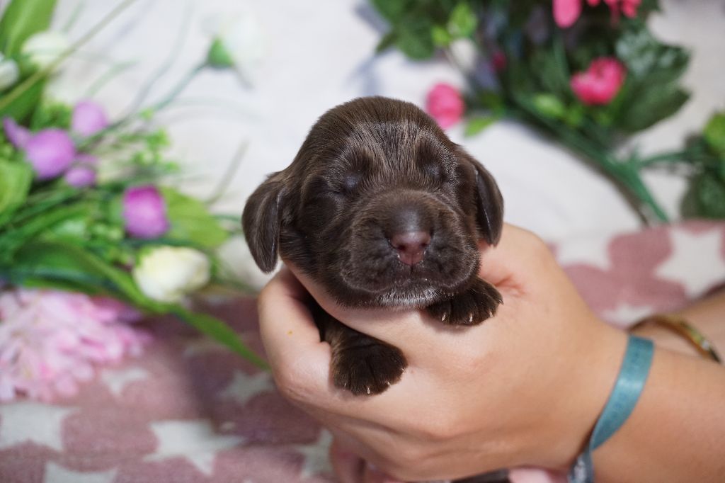 Du Royaume Des Quatre Pattes - Chiots disponibles - Cocker Spaniel Anglais