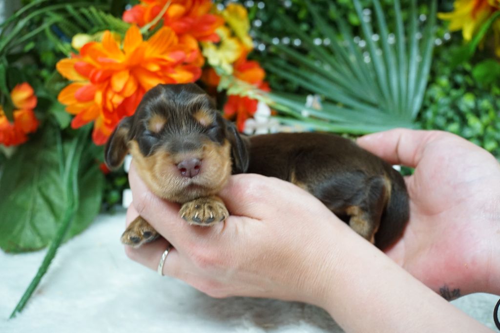 Du Royaume Des Quatre Pattes - Chiots disponibles - Cocker Spaniel Anglais
