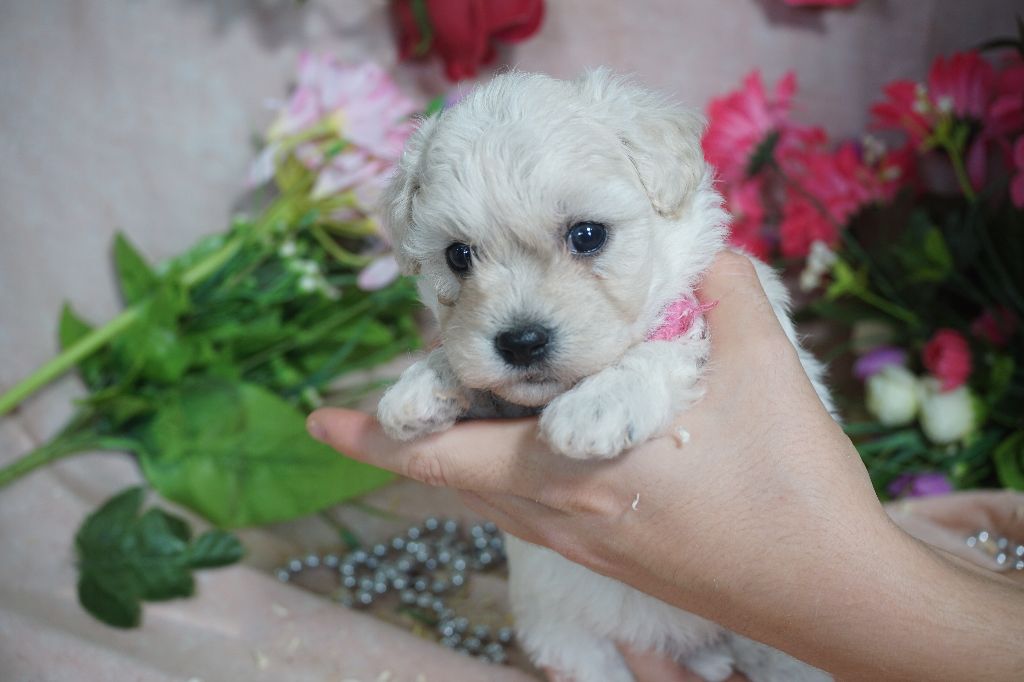 Chiot Bichon Frise Du Royaume Des Quatre Pattes
