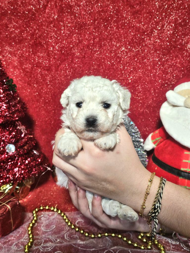 Du Royaume Des Quatre Pattes - Chiots disponibles - Bichon Frise