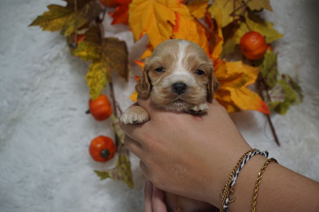 Du Royaume Des Quatre Pattes - Chiots disponibles - Cocker Spaniel Anglais