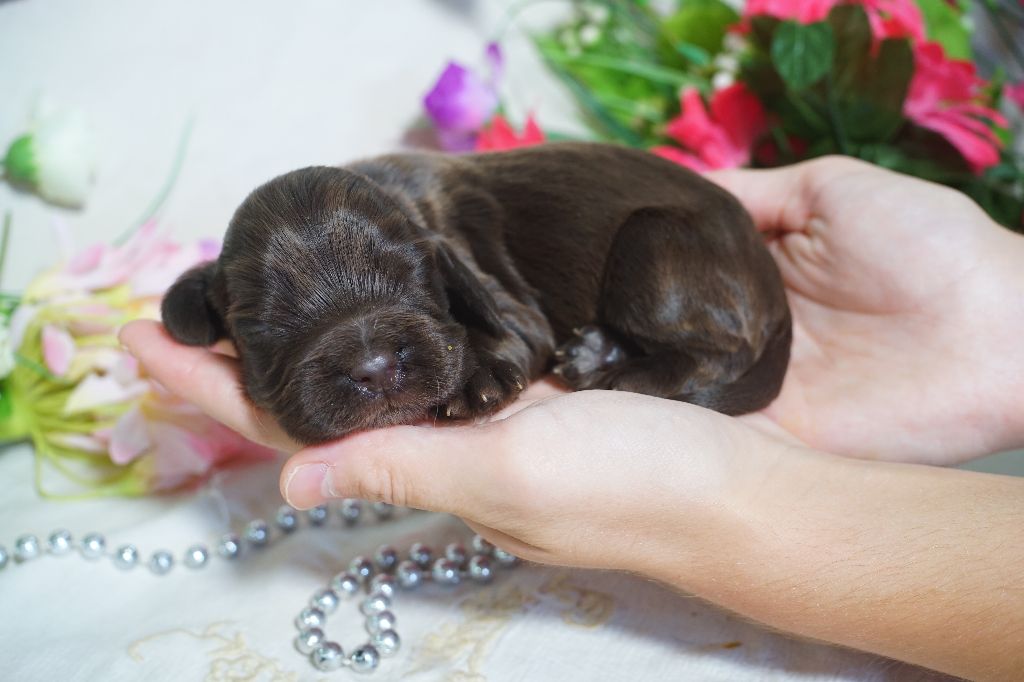 Du Royaume Des Quatre Pattes - Chiots disponibles - Cocker Spaniel Anglais